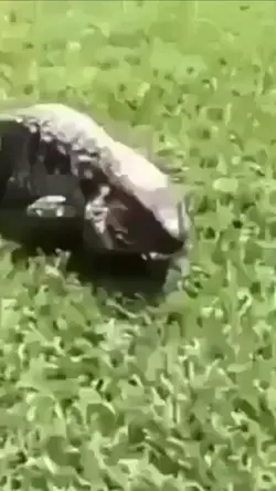 คลิปตลก ตกใจ