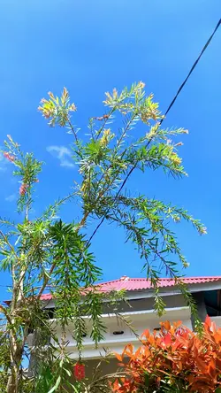 🍃