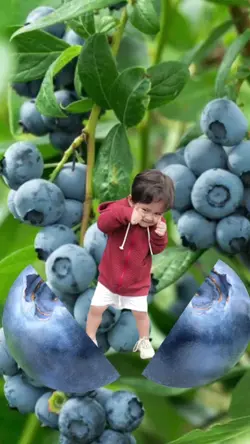 Blueberry ¹²