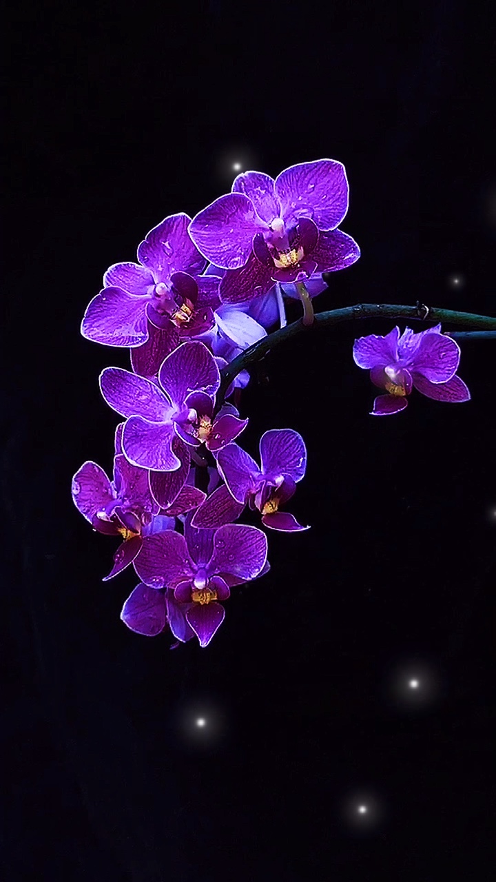Haz un video similar con un solo clic | Si te sientes cansado, ¡ven a ver mis flores! Habrá una especie de flores que pueden curarte. ¡Espero que seas feliz todos los días!