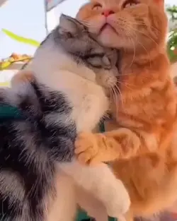 kucing aja romantis