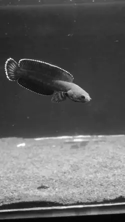 trend slowmotion