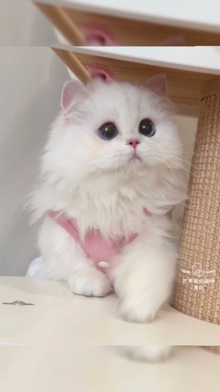 Mẫu 6 ảnh