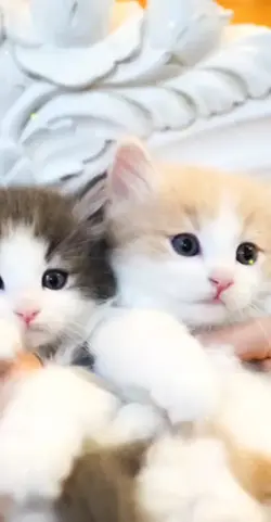 2 kittens