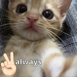 ver pose peace