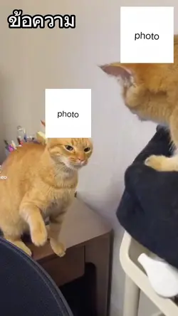 cat argue