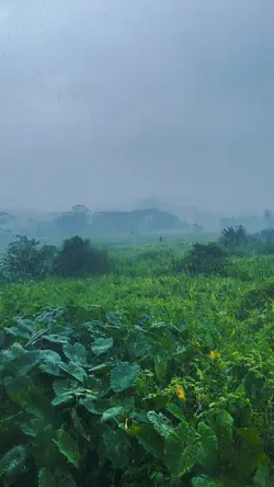 Rain