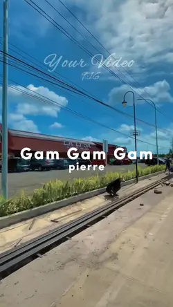 Gam Gam pierre slomo