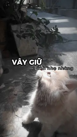 vây giữ