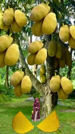 Nangka