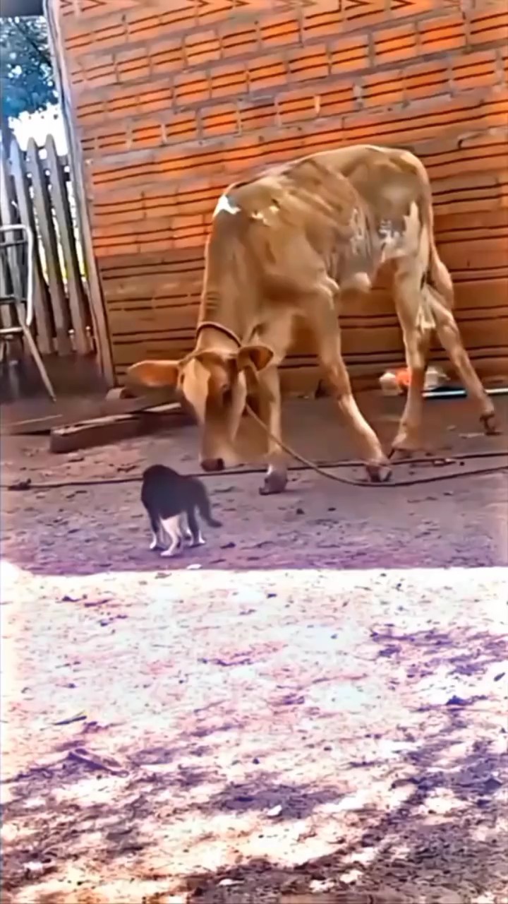 chat 