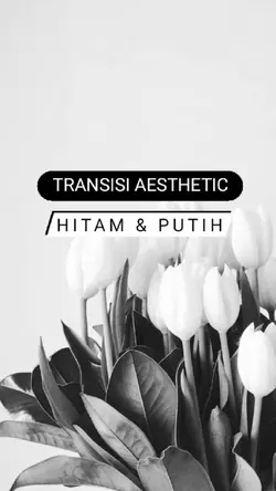 Transisi aesthetic
