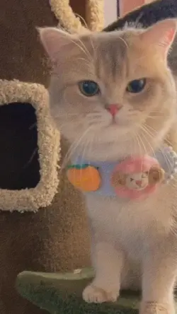 Chall almadani viral