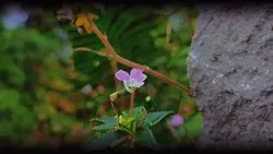 sinematografi 
