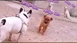 Mẫu trolll bạn bè