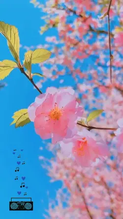 1video màu xinh