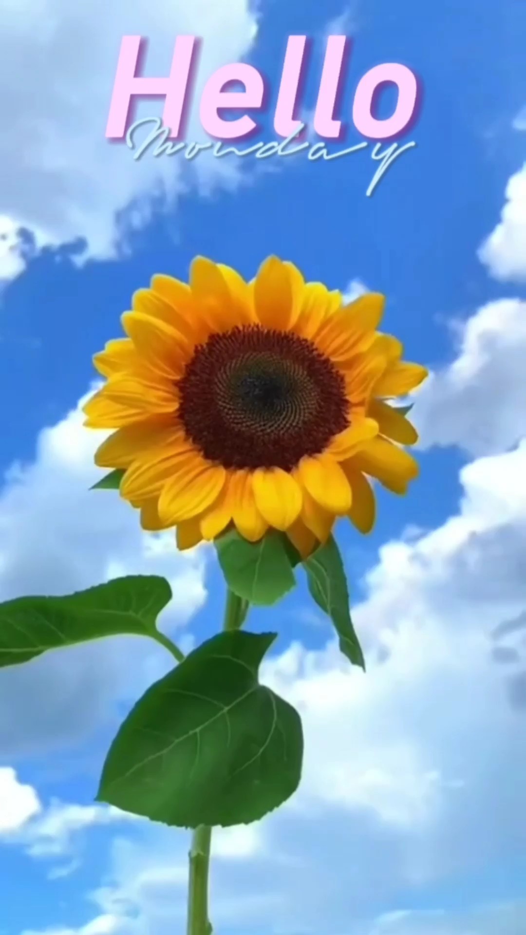 Hallo Montag