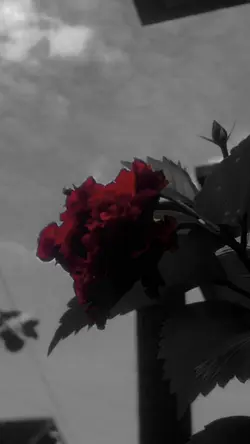 Aesthetic vibes 9:16