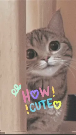 Pap random kucing