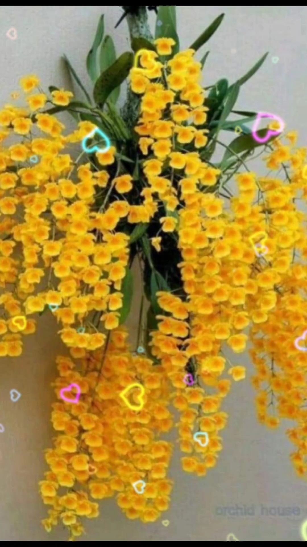 Xuân Đã Đến