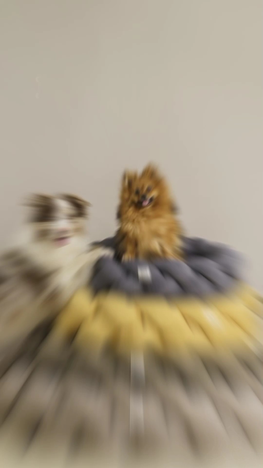 Pet home products using display 