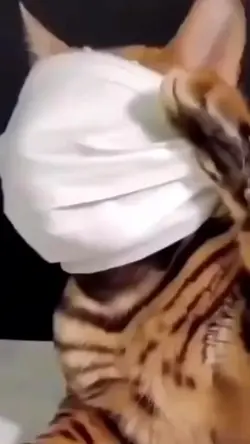 Kucing Ganteng Meme