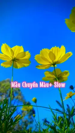 Mẫu Slow Chuyển Màu