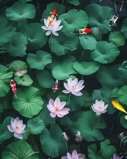 lotus and fish