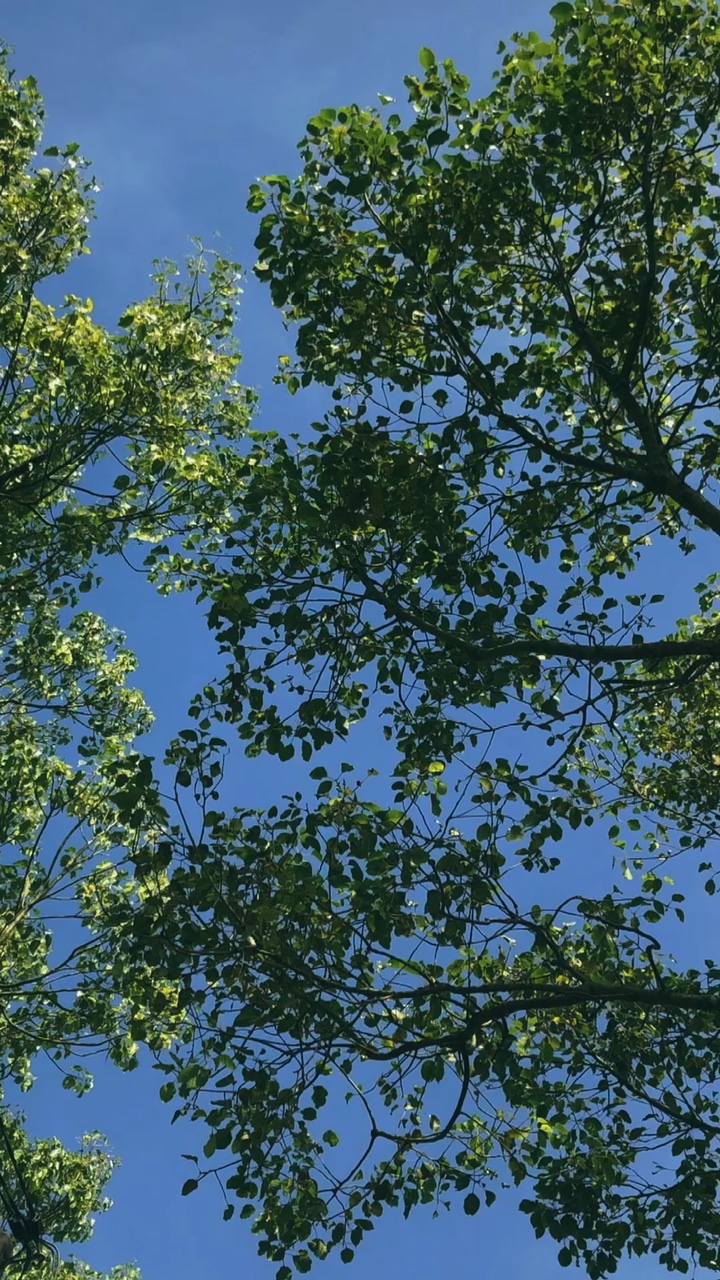 4Refroidissement Nh / VID🌿