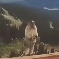 hewan apa ini?