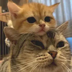 แมวตัวโปรด