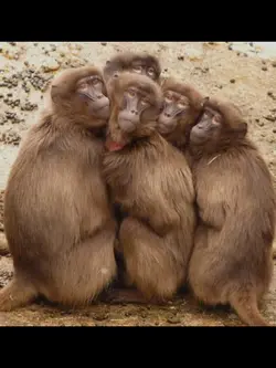 5 friends
