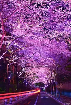 Tittle? Use nyo napo