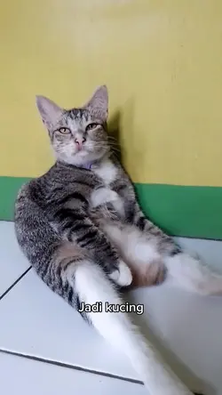 Penat jadi kucing