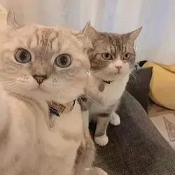 trend selfie 
