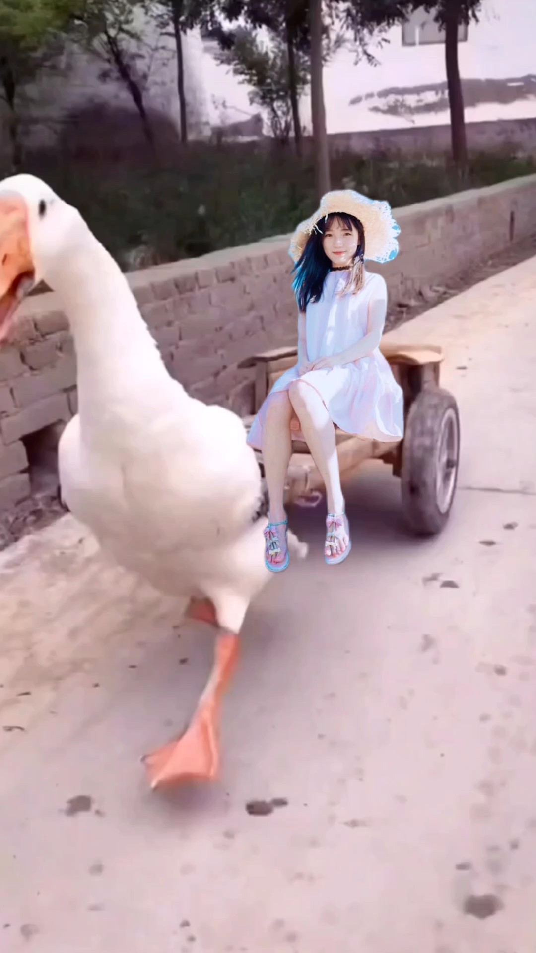 Vịt kéo xe