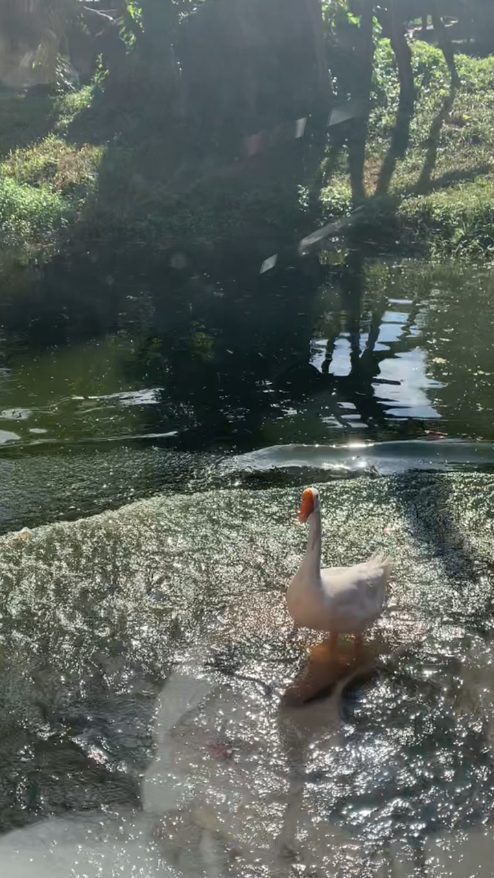 Vlog del zoológico