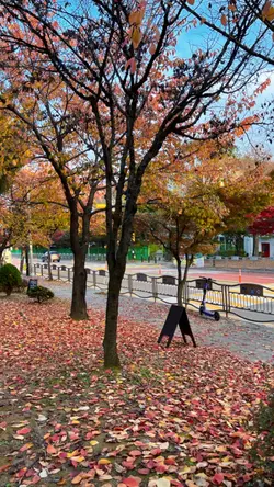  #가을단풍 #가을바이브 (full)