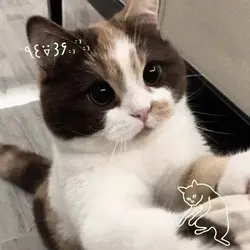 miaw miaw miaw