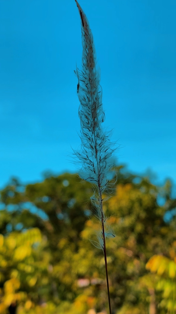 Filtro viral