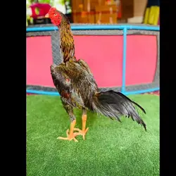 กีฬาชนไก่