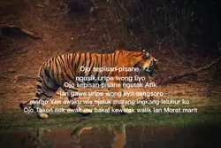 kalimosedo