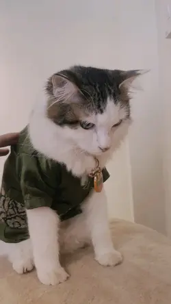 Meow meow