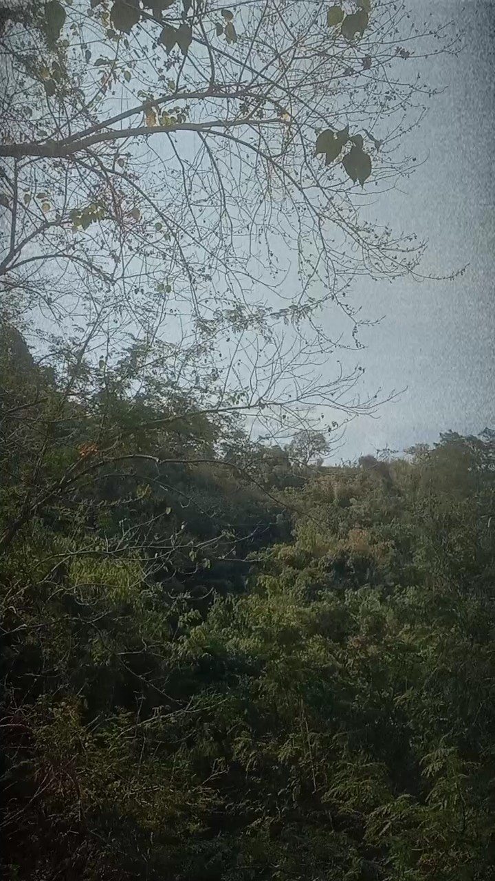 Vida