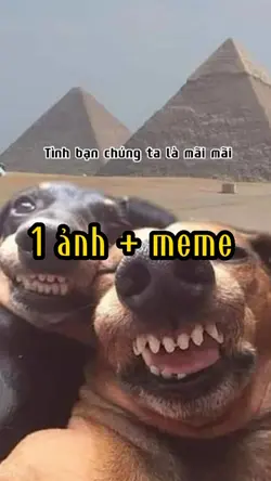 1 ảnh + meme con chó
