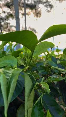 🍃