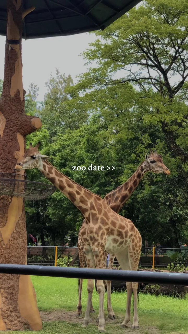Cita en el zoológico>>