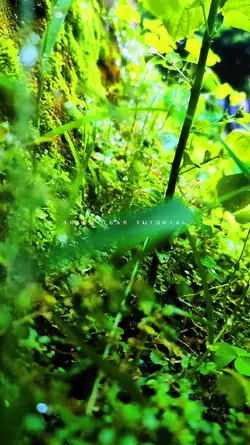 Cinematik Lumut Daun