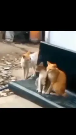 curhatan kucing oyen