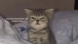 pet's 